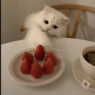 فَرولّـة 🍓 ᪣ (@reval_jr)