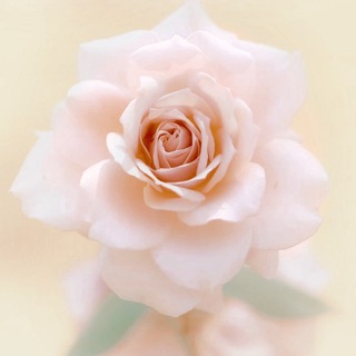 ذكر الله✯. (@baa2xx)