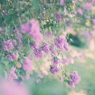ٵلحۣــب ๋͜الـمۜـقــدسۧ┋💚🍃"◆❥ٍٍ (@love_alsacred)