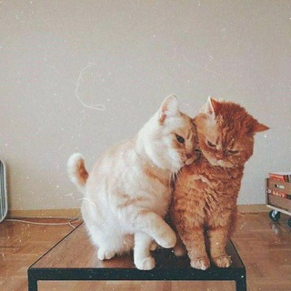 𝙨𝙢𝙞𝙡𝙚.. (@rokaya7478794)